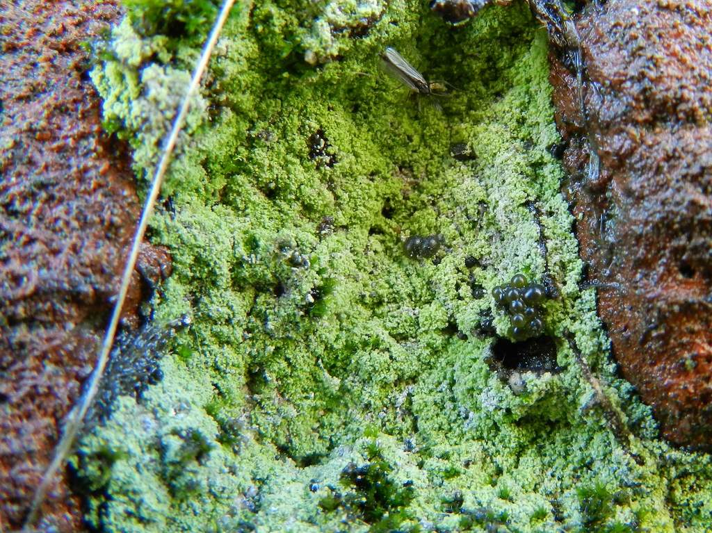 Lichene leproso ?